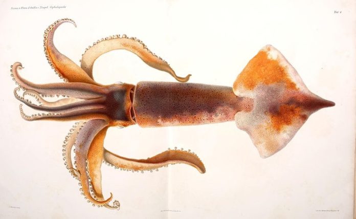 Cephalopod Cephalopd