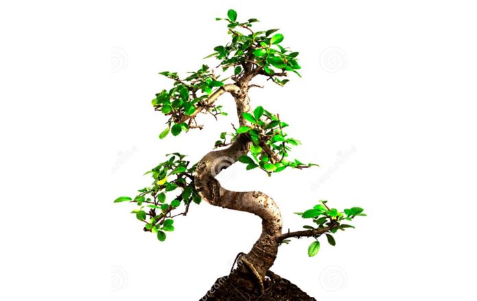 Banzai Tree