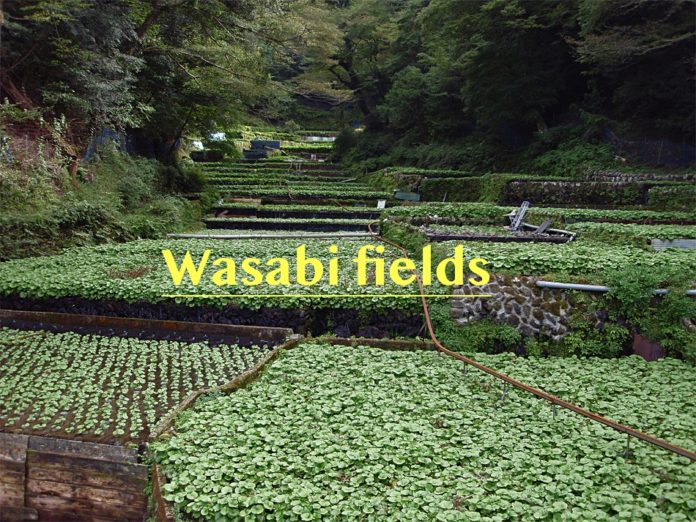 Wasabi Fields