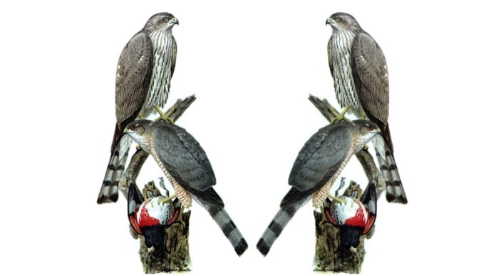 Hawks