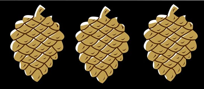 pine cones