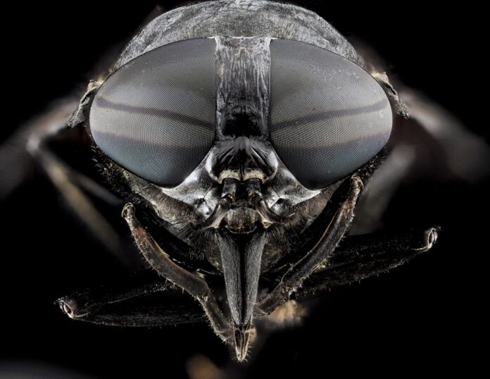 Horsefly head Horse fly head