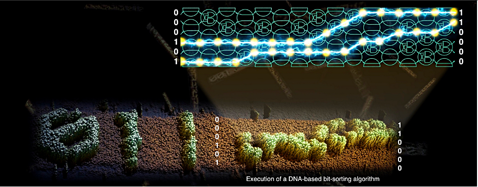 The image shows a run of a DNA-based bit-sorting algorithm
