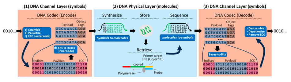 DNA storage diagram
